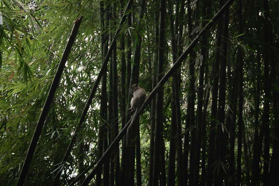 Khao Sok: Private Day Trekking, Jungle Dinner & Night Safari - Jungle dinner in a village setting: bamboo cooking over open fire