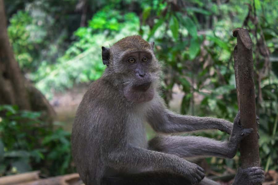 Khao Sok: Private Day Trekking, Jungle Dinner & Night Safari - Night safari: on foot after dark, scanning for nocturnal wildlife