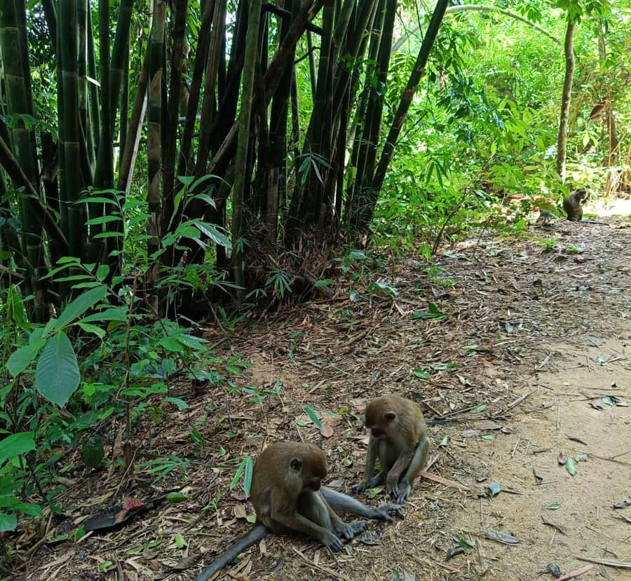 Khao Sok: Private Day Trekking, Jungle Dinner & Night Safari - Guides like Big Boy and June: what to look for in a great experience