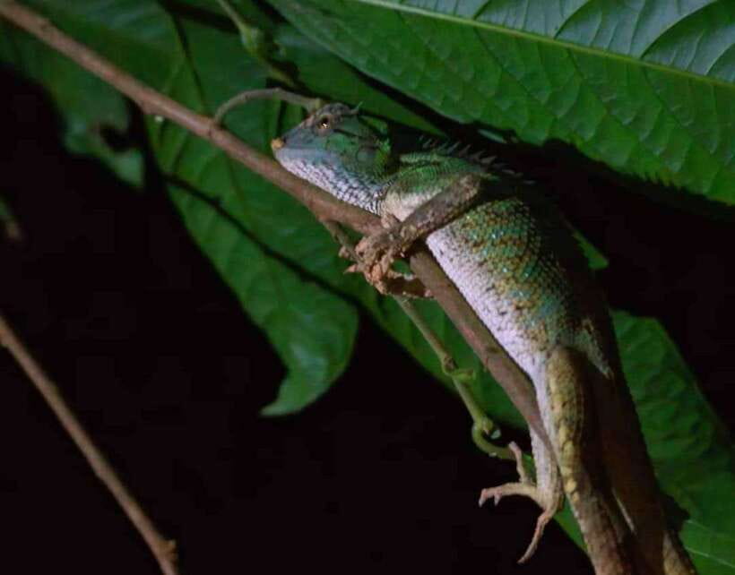 Khao Sok: Private Night Safari Adventure w/ Hotel Transfer - Key Things I’d Bet You’ll Notice