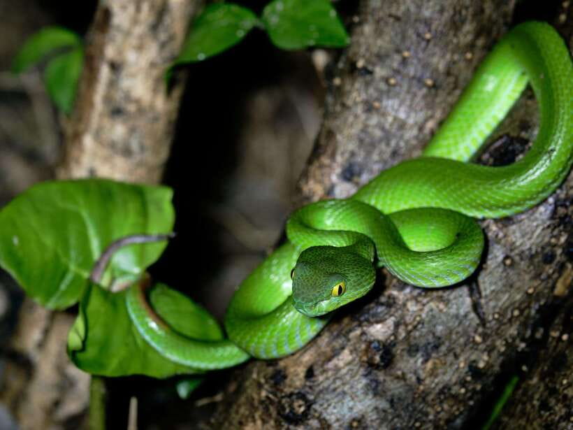 Khao Sok: Private Night Safari Adventure w/ Hotel Transfer - Getting Started: Hotel Pickup, Meeting Time, and the Night Drive
