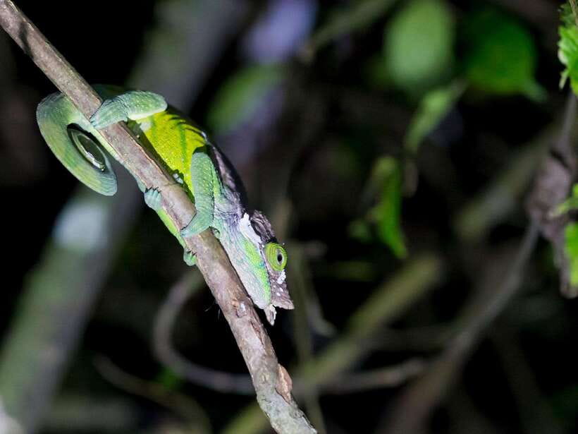 Khao Sok: Private Night Safari Adventure w/ Hotel Transfer - Who This Tour Fits Best (and Who Might Feel Disappointed)