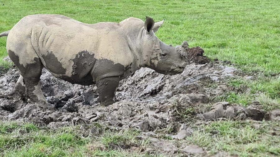 Knowsley: Safari Entry Tickets - Knowsley Safari Entry Tickets: how the day actually feels