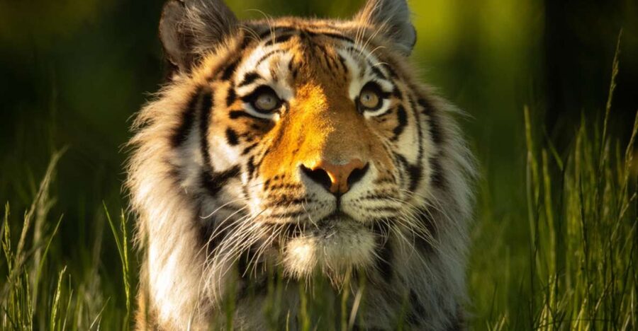 Knowsley: Safari Entry Tickets - Continental zones across 550 acres: why the park size matters