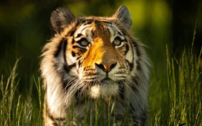 Knowsley: Safari Entry Tickets - The car safari route: spotting lions, rhinos, and camels the easy way