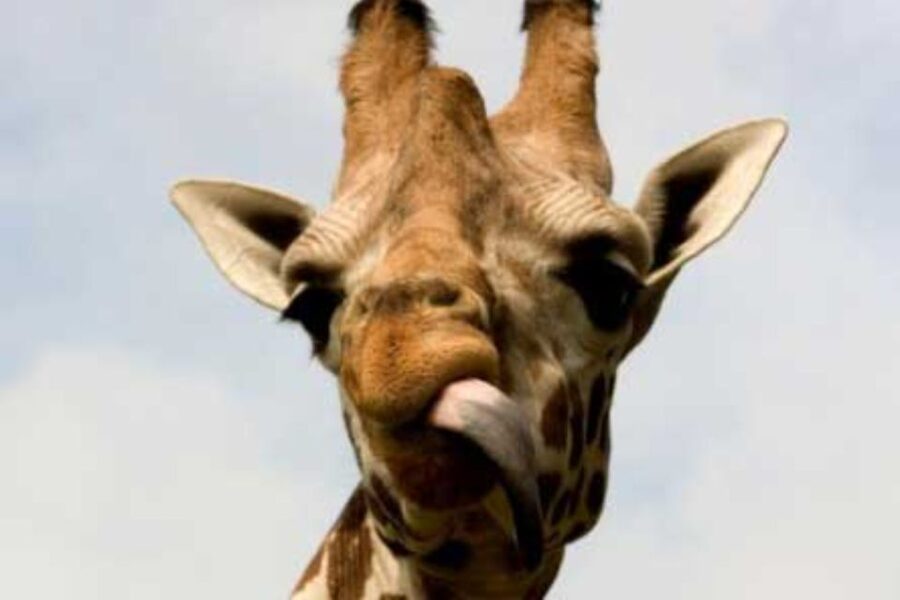 Knowsley: Safari Entry Tickets - Price and value: what you’re paying for and how to budget extras