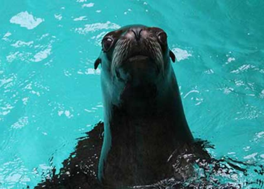 Knowsley: Safari Entry Tickets - Who should book this safari day (and who might not)