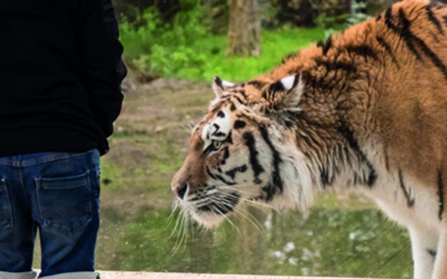 Knowsley: Safari Entry Tickets - Should you book Knowsley Safari Entry Tickets?