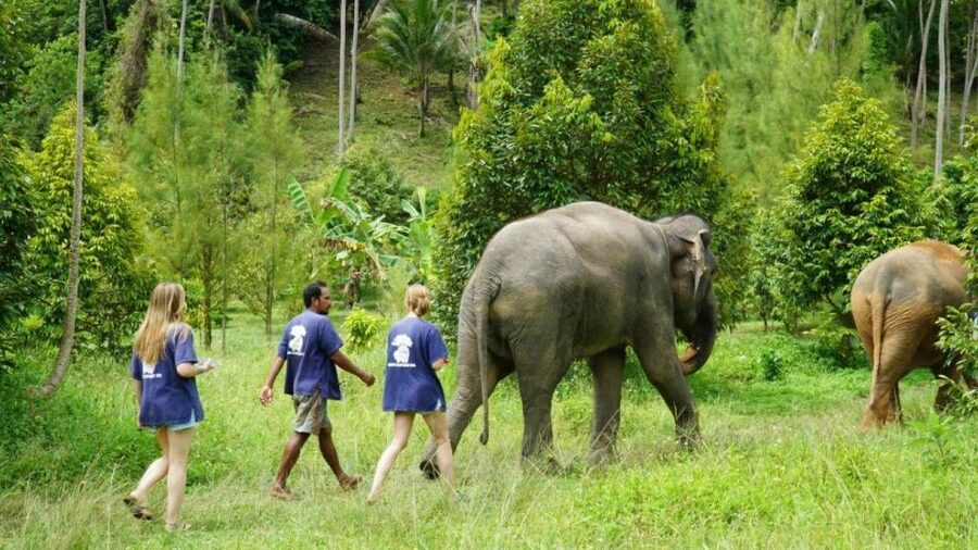 Koh Samui: 4x4 Sightseeing Safari & Elephant Sanctuary Tour - Key highlights at a glance