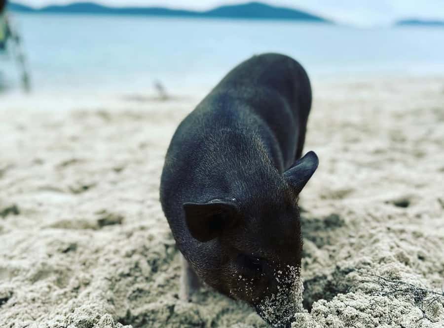 Koh Samui: Jetski Safari, Snorkeling to Pig & Virgin Islands - Pickup, timing, and group size: how it feels logistically