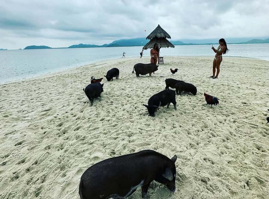 Koh Samui: Jetski Safari, Snorkeling to Pig & Virgin Islands - Pig Island (Koh Mat Sum): the famous pigs and the beach break