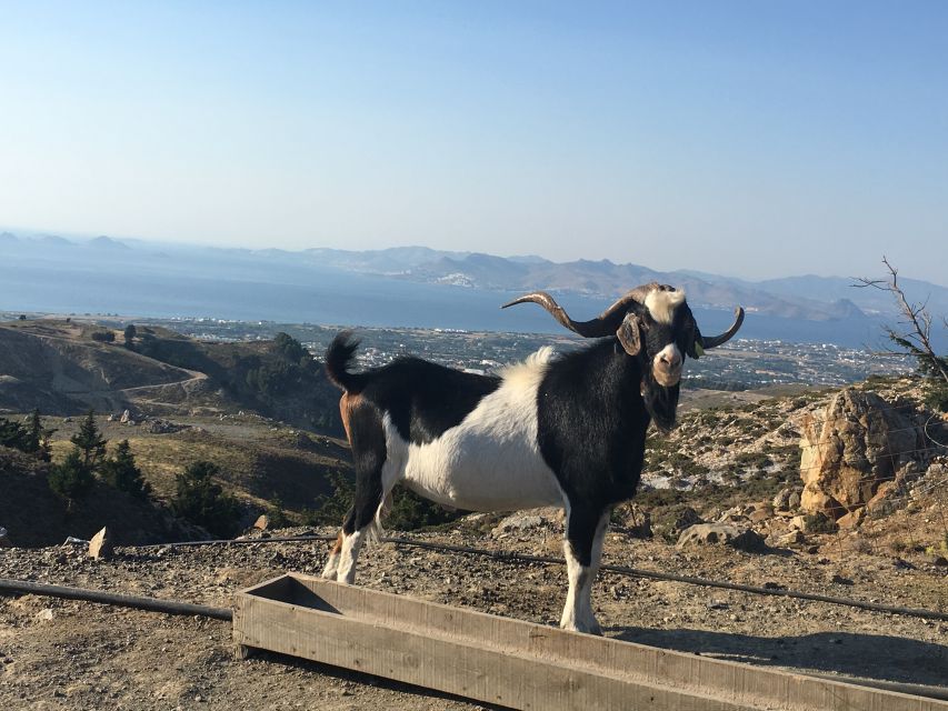 Kos: Full-Day Jeep Safari with Lunch - Jeep Safari on Kos: the real reason it feels special