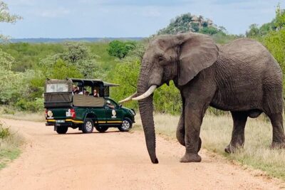Kruger National Park Afternoon Private safari - Private vehicle for up to 10: why group size changes the mood