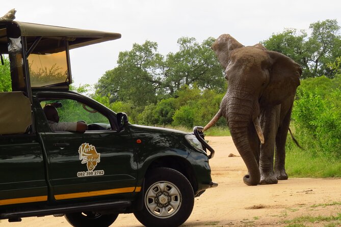 Kruger National Park Afternoon Private safari - Timing and comfort tips for an afternoon wildlife outing