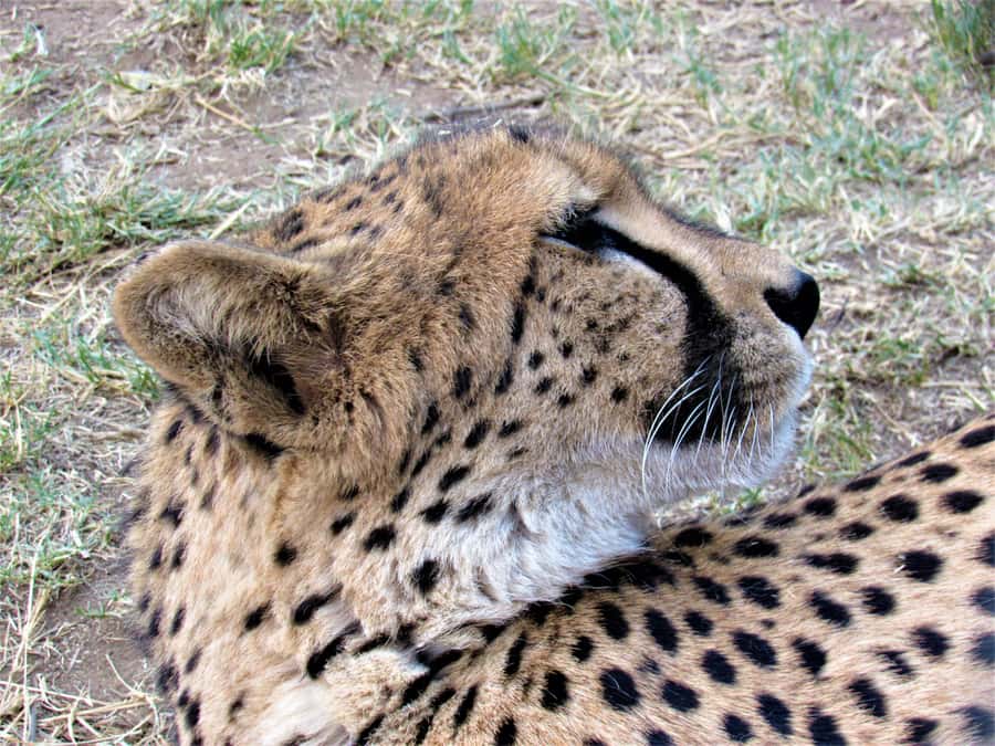 Kruger National Park Afternoon Safari - Key takeaways before you go