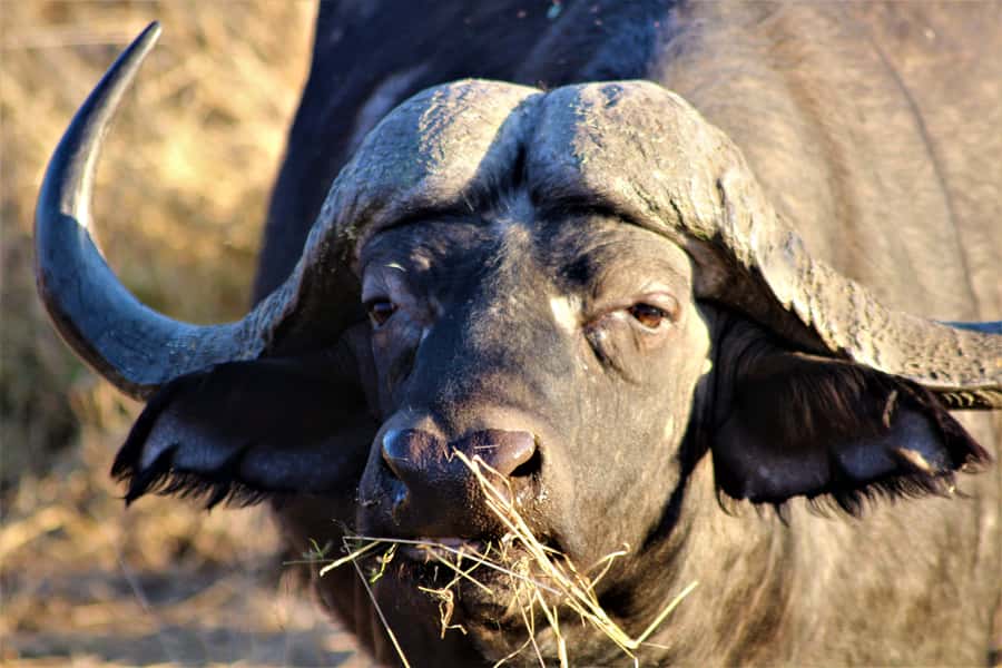 Kruger National Park Afternoon Safari - Inside the park: how your guide finds animals (and why it matters)