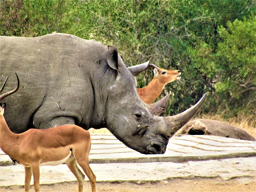 Kruger National Park Afternoon Safari - Big Five expectations without the stress