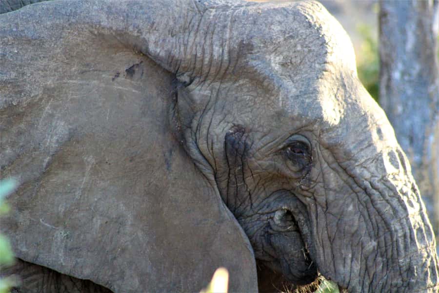 Kruger National Park Afternoon Safari - More than mammals: birds, trees, and historic sites