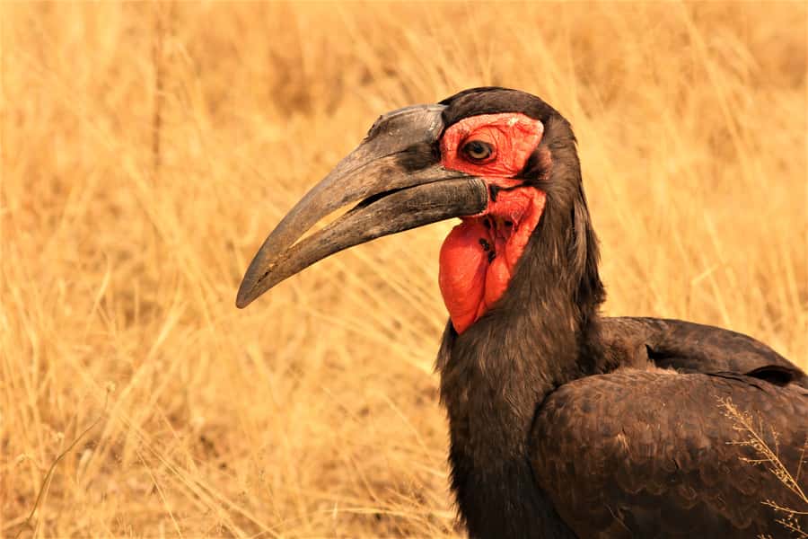 Kruger National Park Afternoon Safari - What you should pack for a 5-hour afternoon safari