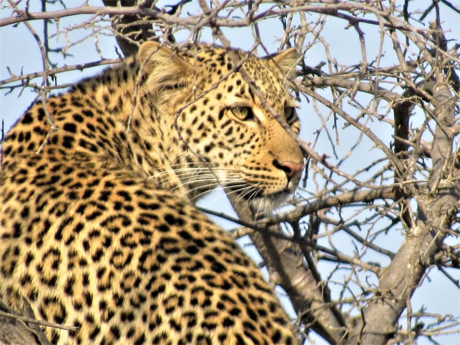 Kruger National Park Afternoon Safari - Who this safari fits best (and who should book longer)