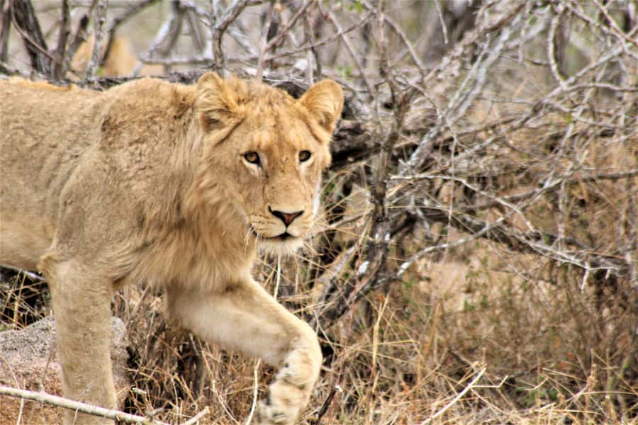 Kruger National Park Afternoon Safari - Should you book the Kruger National Park Afternoon Safari?