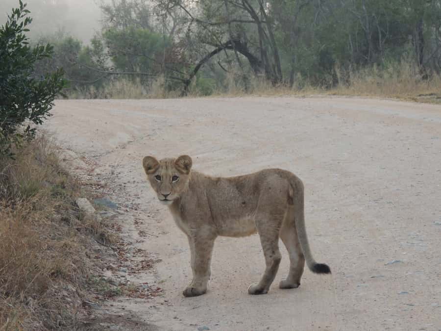 Kruger National Park: Full-Day Game Drive with Pickup - Key Highlights You’ll Care About
