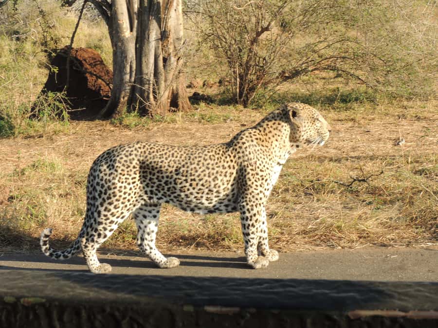 Kruger National Park: Full-Day Game Drive with Pickup - Pickup, Paperwork, and the Early-Morning Rhythm