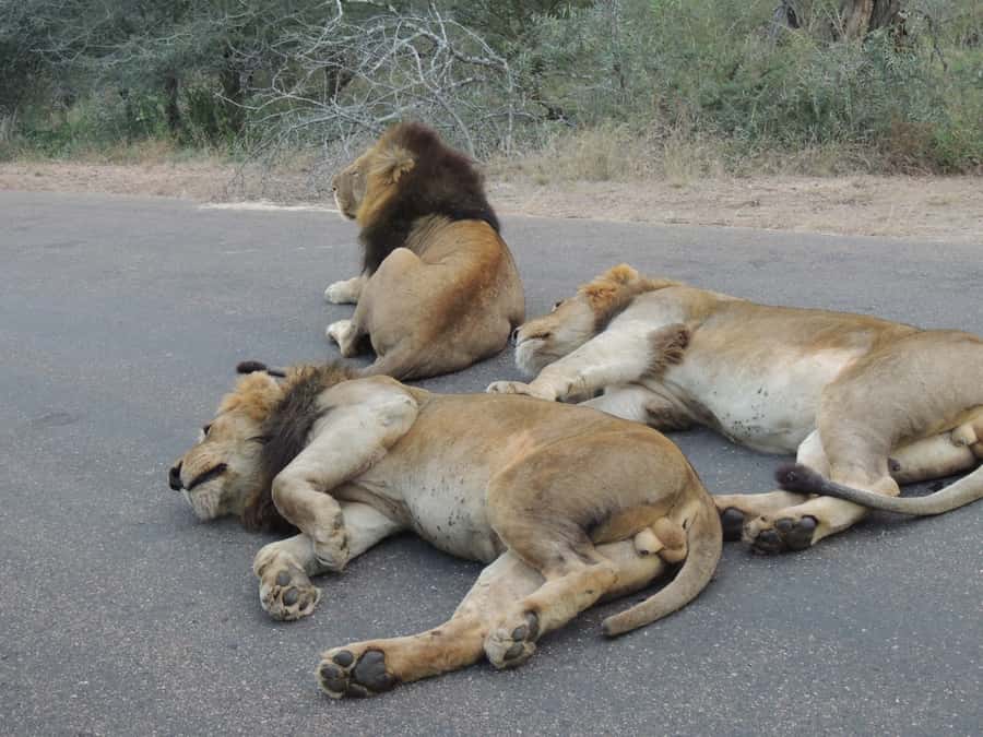 Kruger National Park: Full-Day Game Drive with Pickup - How the Guide Improves Your Big Five Chances