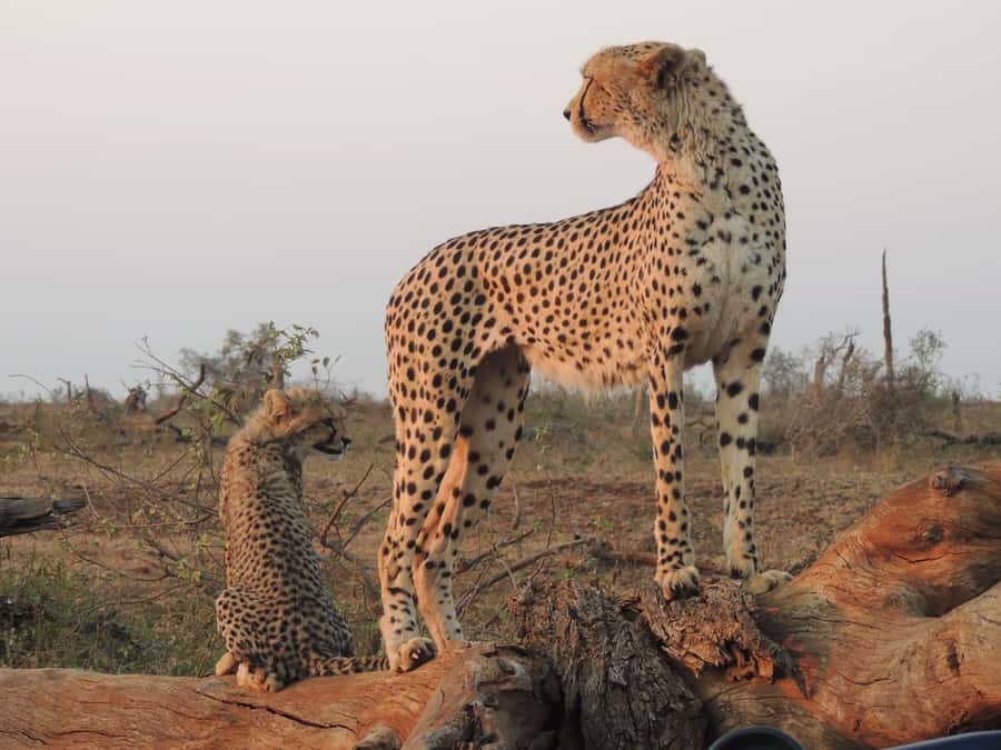 Kruger National Park: Full-Day Game Drive with Pickup - Breakfast and Lunch at Kruger Rest Camps: When to Expect Stops