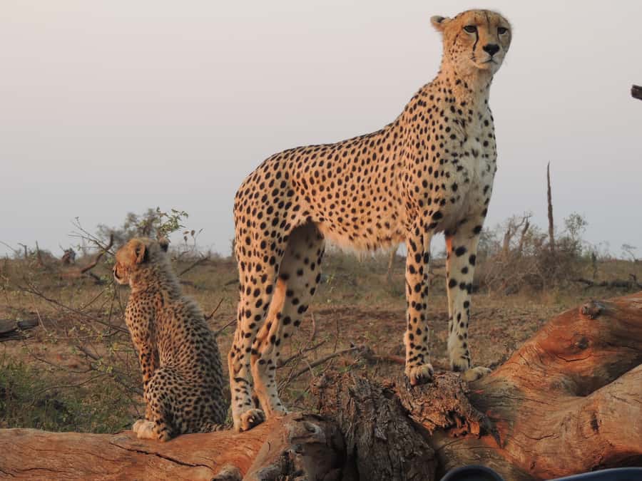 Kruger National Park: Full-Day Game Drive with Pickup - What You Can Spot Beyond the Big Five