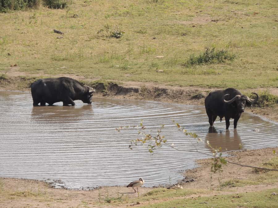Kruger National Park: Full-Day Game Drive with Pickup - Photography, Binoculars, and Comfort Tips That Pay Off
