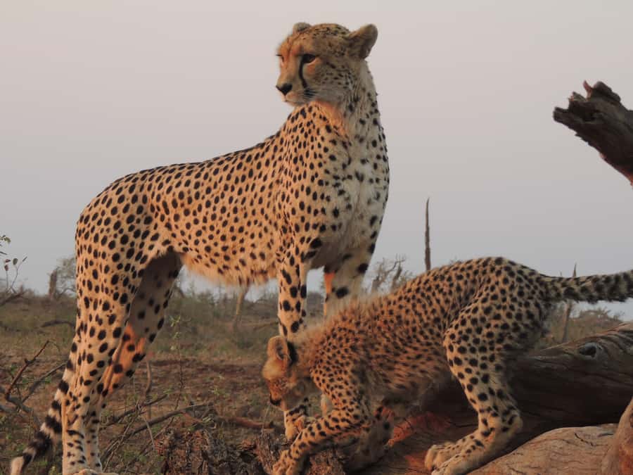 Kruger National Park: Full-Day Game Drive with Pickup - Price and Value: What $109 Really Buys You