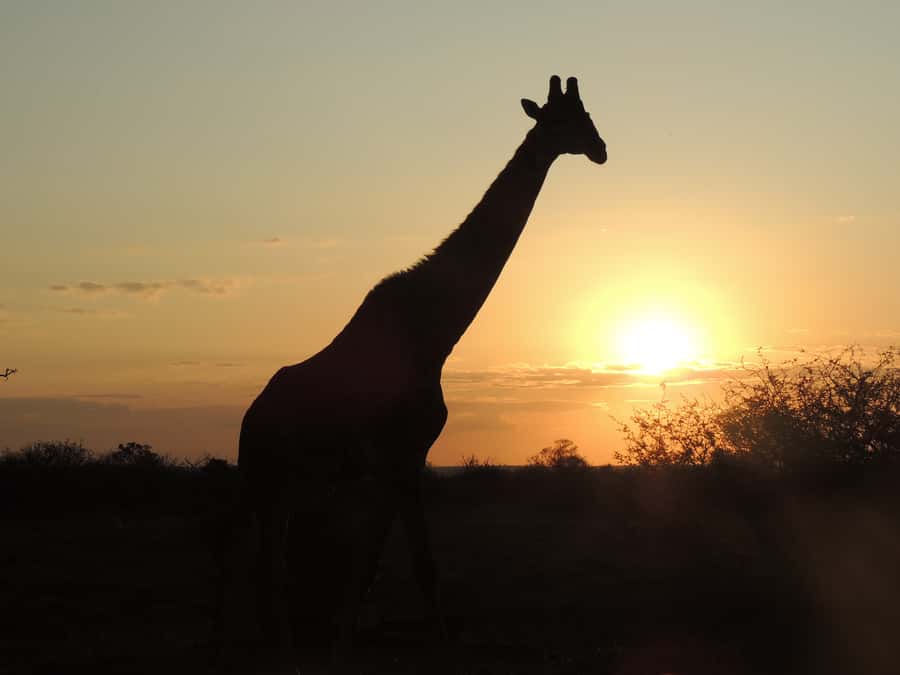 Kruger National Park: Full-Day Game Drive with Pickup - Riding in an Open 4x4: Why the Views Feel Different