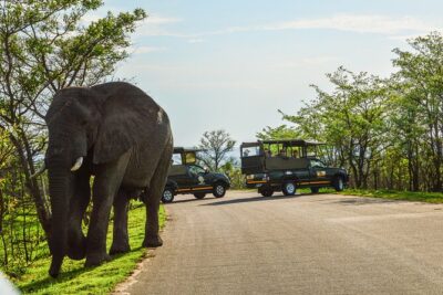 Kruger National Park Full Day Private safari - The 5:30 am Pickup From Hazyview: Why It Matters