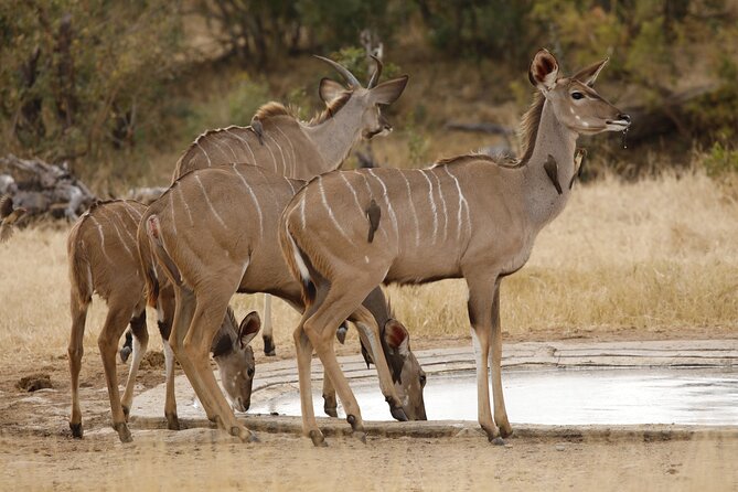 Kruger National Park Full Day Private safari - Your Guide’s Role: More Than Just Driving and Pointing