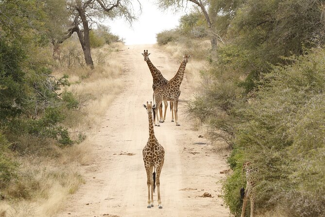 Kruger National Park Full Day Private safari - Meals, Drinks, and the Real Cost of the Day