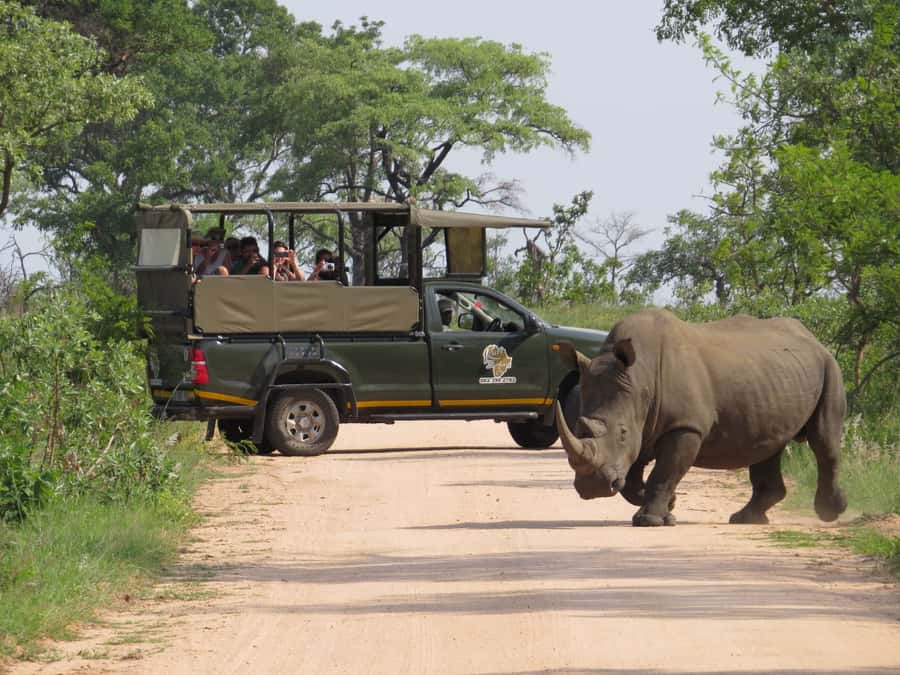 Kruger National Park: Full-Day Private Safari With Pickup - Why a private Kruger safari feels different from self-driving