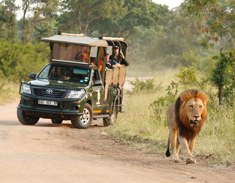 Kruger National Park: Full-Day Private Safari With Pickup - The 10-hour game-drive rhythm, from pickup to last sightings