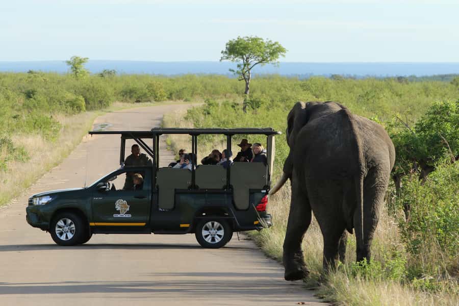 Kruger National Park: Full-Day Private Safari With Pickup - Big Five hunting in Kruger: realistic expectations that help