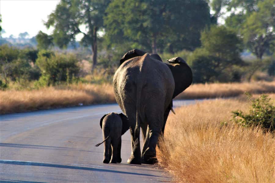 Kruger National Park Full-Day Safari - Key Things You’ll Notice Right Away