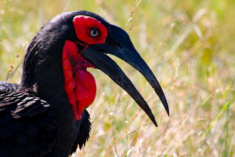 Kruger National Park Full-Day Safari - Who This Safari Fits Best