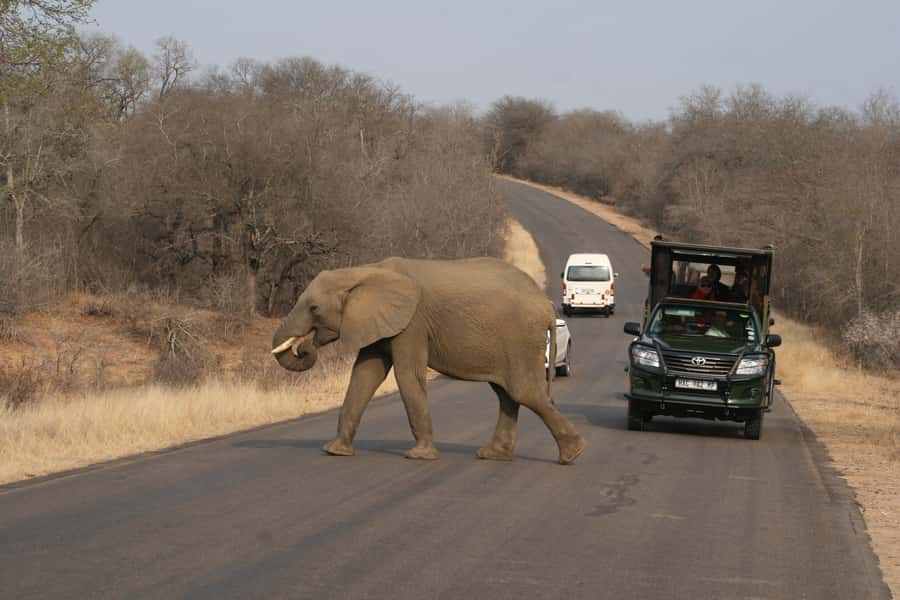 Kruger National Park Full-Day Safari - Why Kruger’s Big Five Feel Within Reach