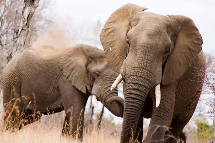 Kruger National Park Full-Day Safari - Open Safari Vehicle vs Air-Conditioned Ride: Choose Your Comfort