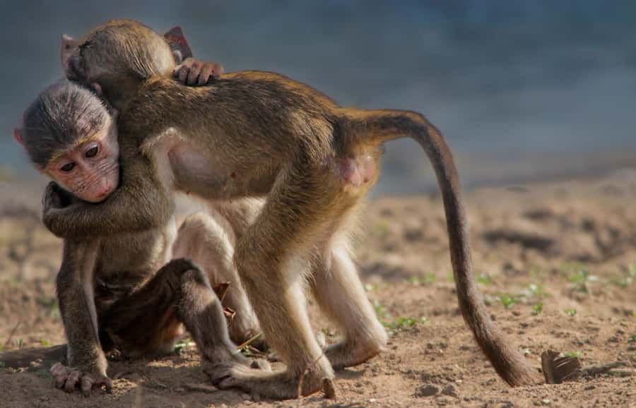 Kruger National Park Full-Day Safari - How the Guides Turn Driving Into Real Wildlife Spotting