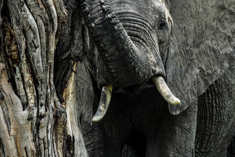 Kruger National Park Full-Day Safari - Big Five Chances: What You Can Expect by Time of Day