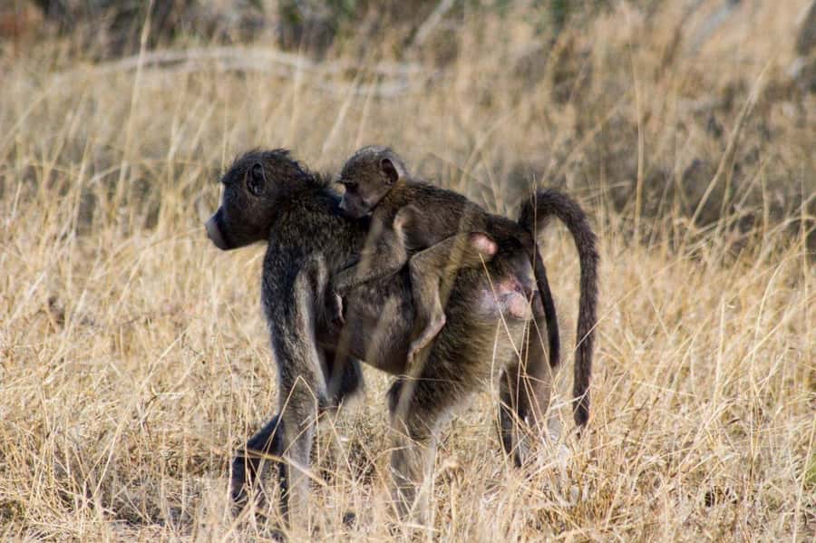 Kruger National Park Full-Day Safari - Beyond the Animals: Human History and Conservation Stops