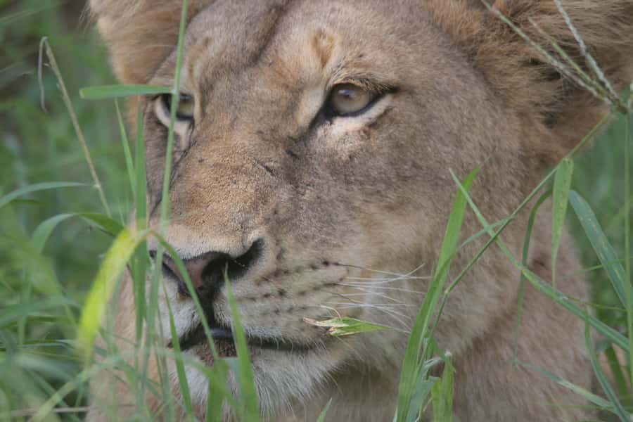 Kruger National Park Full-Day Safari - Price and Value: What $130 Really Buys You