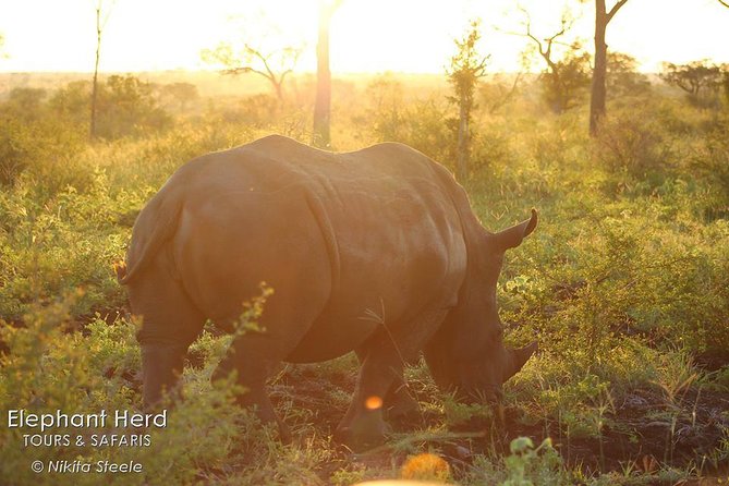 Kruger National Park Full-Day Safari from Hazyview - Early Gates at 05h30: Why This Hazyview Start Matters