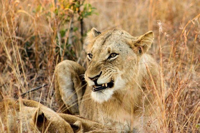 Kruger National Park Full-Day Safari from Hazyview - The Guide Makes (or Breaks) Your Sightings