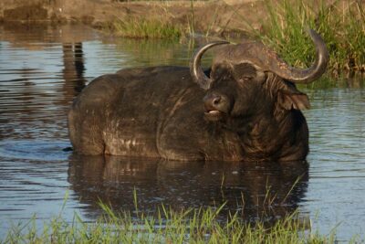 Kruger National Park Full-Day Safari from Hazyview - Skukuza Timing: Breakfast and Lunch Breaks Without Killing the Day